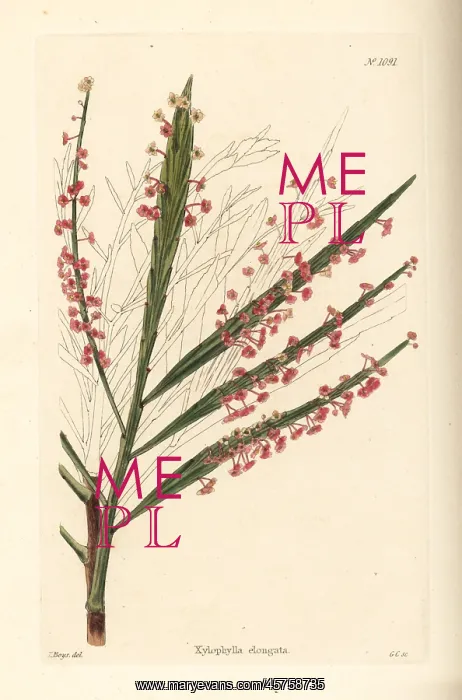 : Phyllanthus angustifolius : Phyllanthus angustifolius