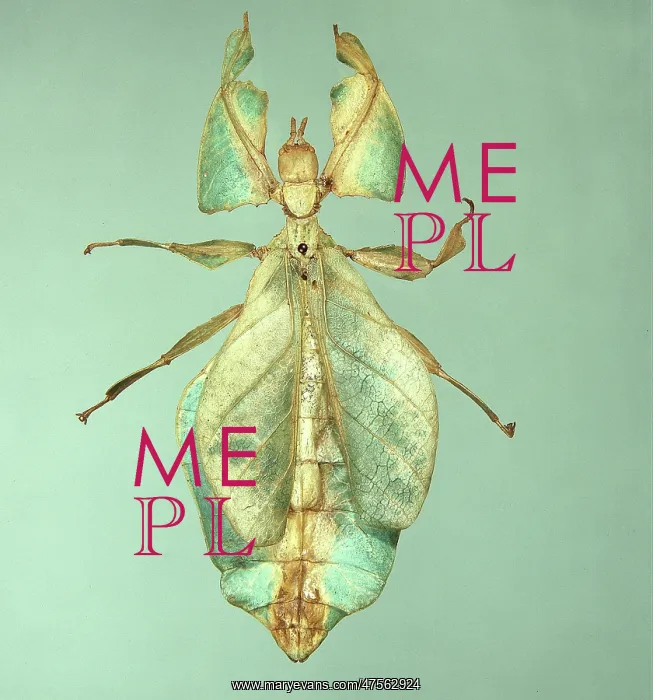 : Phyllium sp. Oriental leaf insect : Phyllium sp. Oriental leaf insect