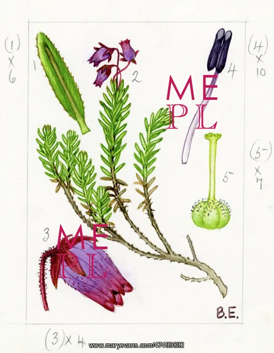 : Phyllodoce coerulea - blue heath : Phyllodoce coerulea - blue heath