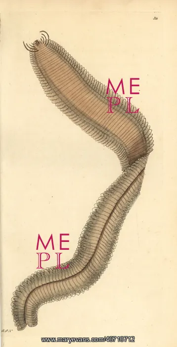 : Phyllodoce lamelligera : Phyllodoce lamelligera