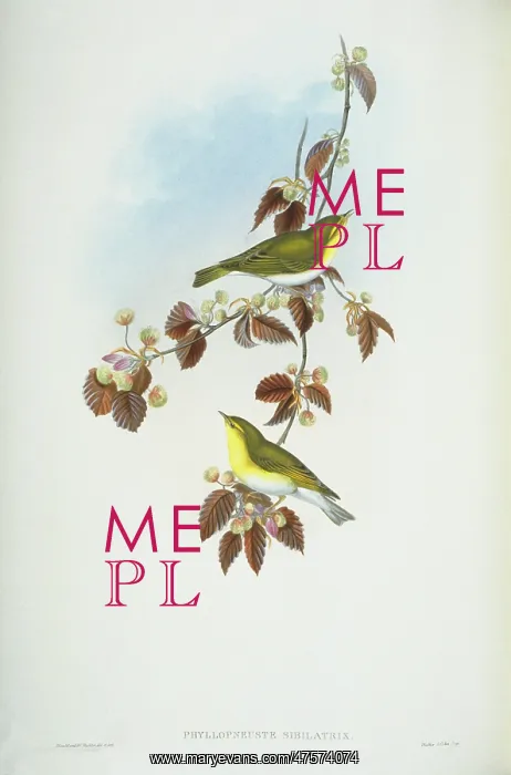 : Phylloscopus sibilatrix, wood warbler : Phylloscopus sibilatrix, wood warbler