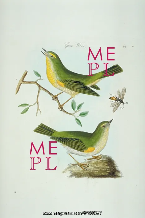 : Phylloscopus sibilatrix, wood warbler : Phylloscopus sibilatrix, wood warbler