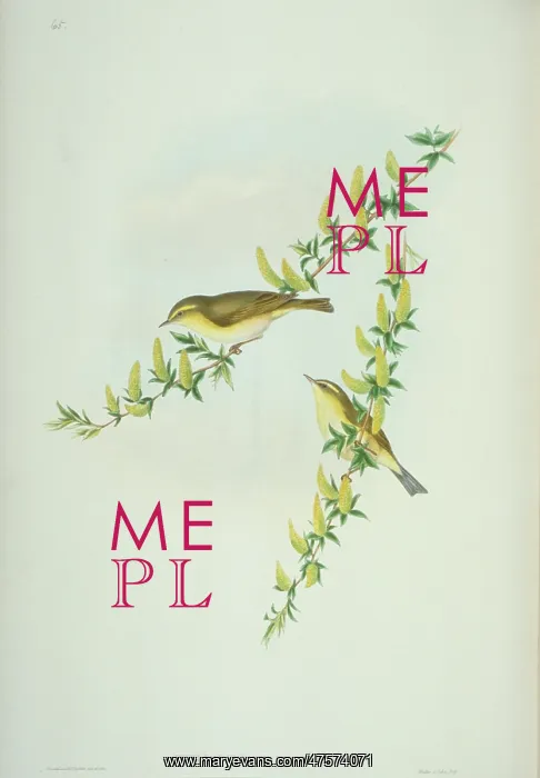: Phylloscopus trochilus, willow warbler : Phylloscopus trochilus, willow warbler