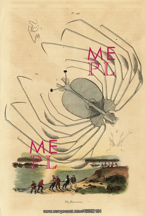 : Phyllosoma larval stage of a spiny lobster : Phyllosoma larval stage of a spiny lobster