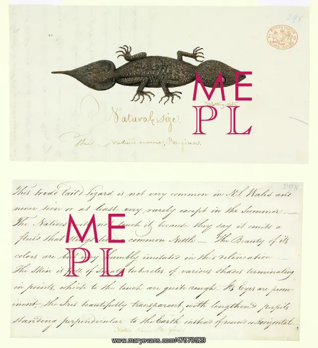 : Phyllurus platurus, leaf-tailed gecko : Phyllurus platurus, leaf-tailed gecko