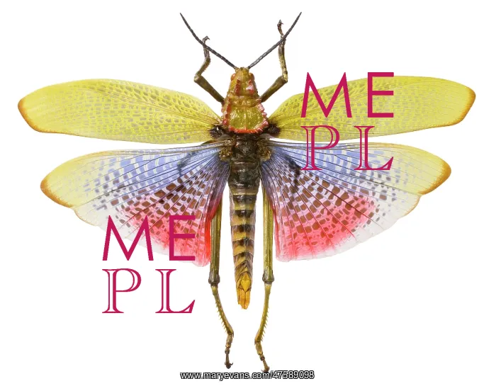 : Phymateus morbillosus, common milkweed locust : Phymateus morbillosus, common milkweed locust