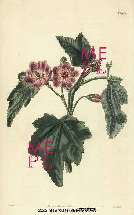 : Phymosia abutiloides : Phymosia abutiloides