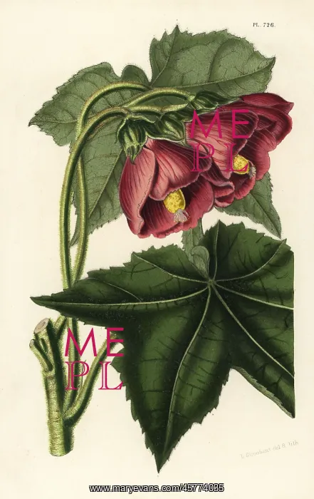 : Phymosia rosea : Phymosia rosea
