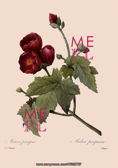 : Phymosia umbellata : Phymosia umbellata