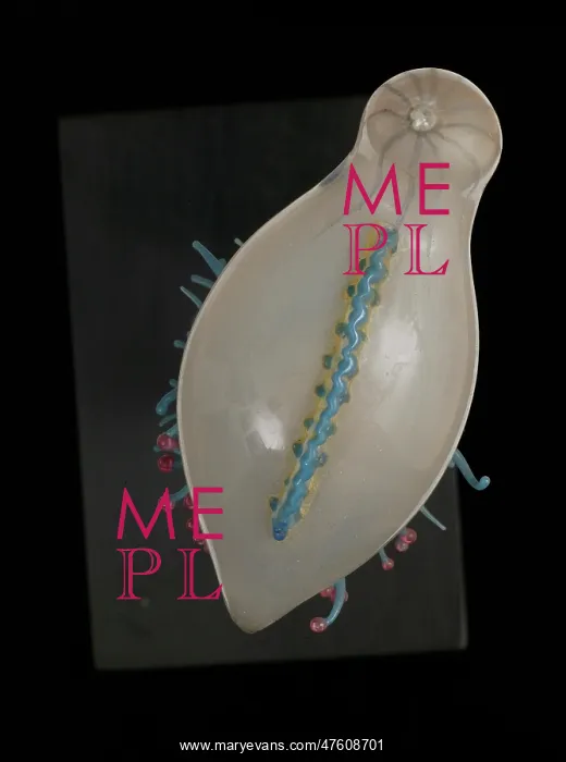 : Physalia pelagica, jellyfish : Physalia pelagica, jellyfish