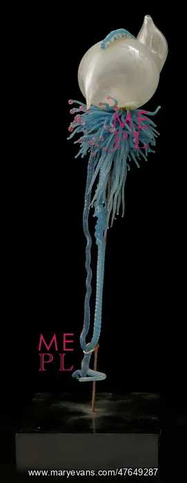 : Physalia pelagica, jellyfish : Physalia pelagica, jellyfish