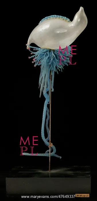 : Physalia pelagica, jellyfish : Physalia pelagica, jellyfish