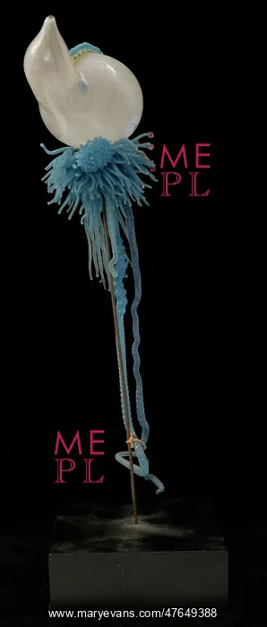 : Physalia pelagica, jellyfish : Physalia pelagica, jellyfish