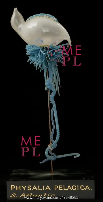 : Physalia pelagica, jellyfish model : Physalia pelagica, jellyfish model
