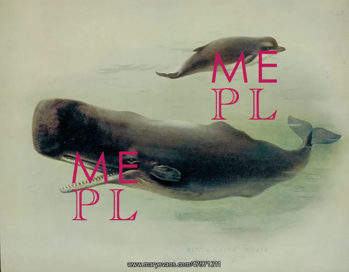 : Physeter catodon and Hyperoodon ampullatus : Physeter catodon and Hyperoodon ampullatus