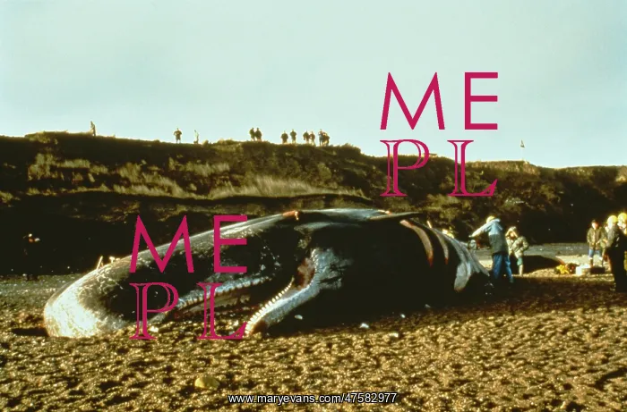 : Physeter catodon, sperm whale : Physeter catodon, sperm whale