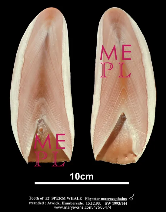 : Physeter catodon, sperm whale : Physeter catodon, sperm whale