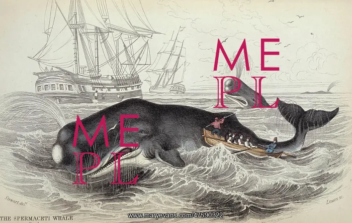 : Physeter catodon, sperm whale : Physeter catodon, sperm whale