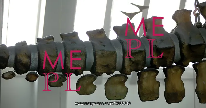 : Physeter macrocephalus, sperm whale : Physeter macrocephalus, sperm whale