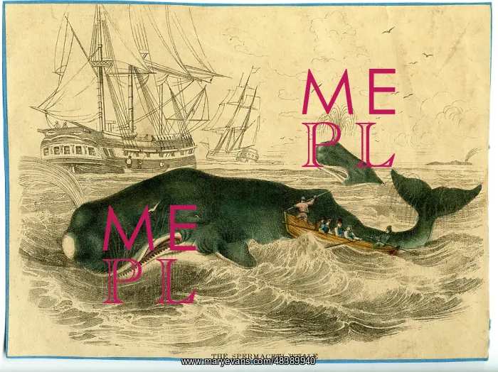 : Physeter macrocephalus, sperm whale : Physeter macrocephalus, sperm whale