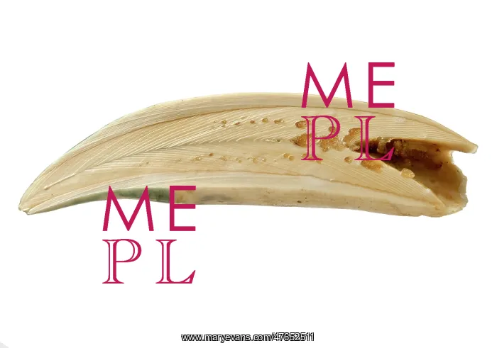 : Physeter macrocephalus, Sperm whale tooth : Physeter macrocephalus, Sperm whale tooth