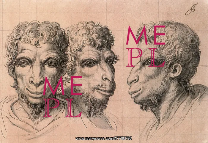  : Physiognomic Heads Inspired by a Camel