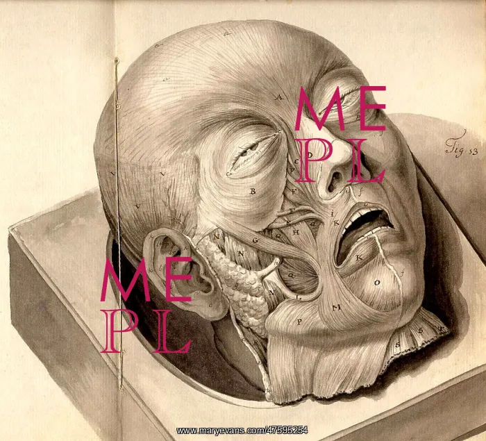 : Physiognomical Illustration of Human Head : Physiognomical Illustration of Human Head