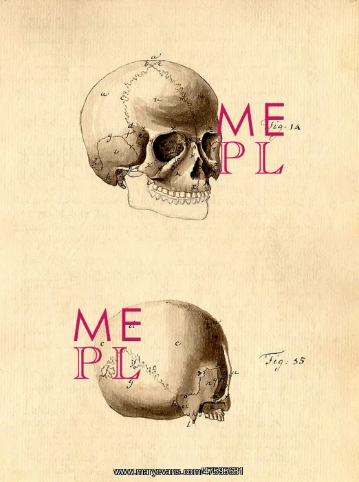 : Physiognomical Illustration of Human Skull : Physiognomical Illustration of Human Skull
