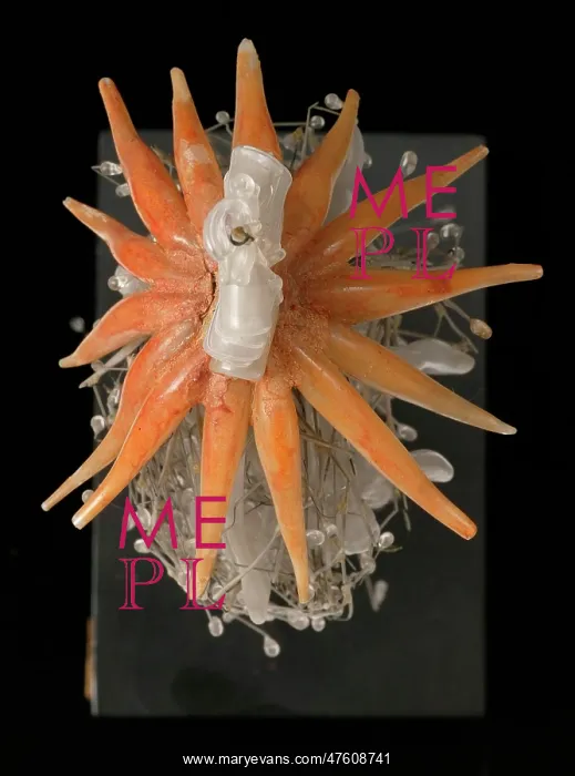 : Physophora hydrostatica, jellyfish : Physophora hydrostatica, jellyfish