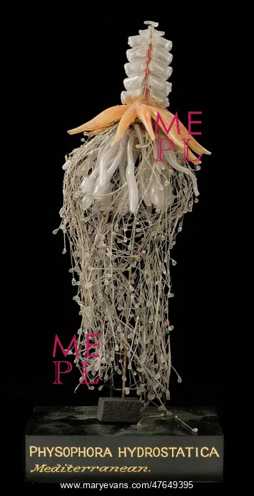: Physophora hydrostatica, jellyfish model : Physophora hydrostatica, jellyfish model
