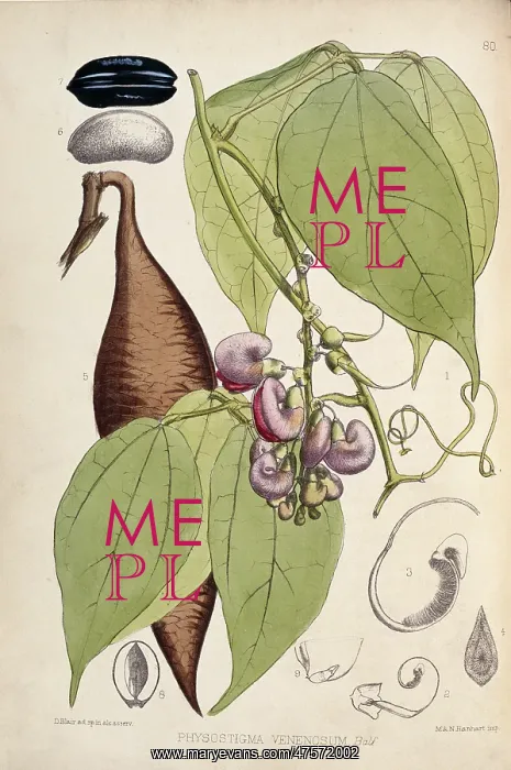 : Physostigma venenosum, calabar bean : Physostigma venenosum, calabar bean