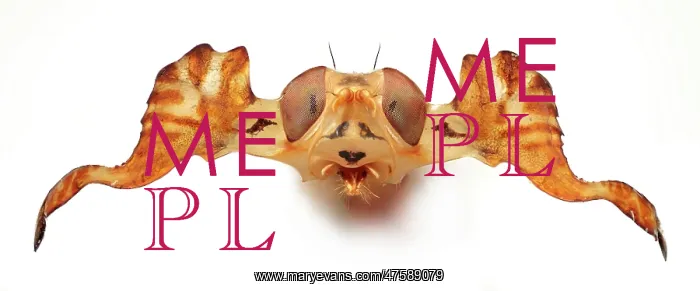 : Phytalmia, antlered fly : Phytalmia, antlered fly