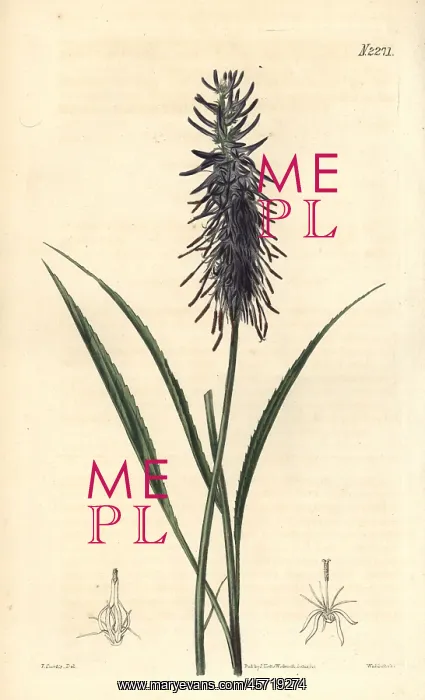 : Phyteuma scorzonerifolium : Phyteuma scorzonerifolium