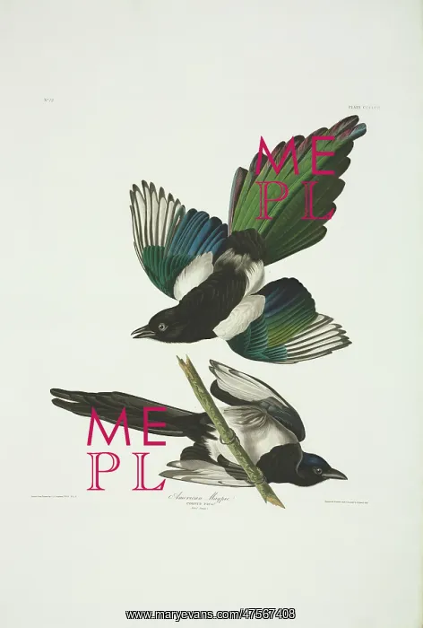 : Pica pica, common magpie : Pica pica, common magpie