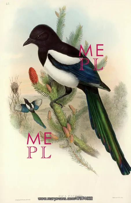 : Pica pica, common magpie : Pica pica, common magpie