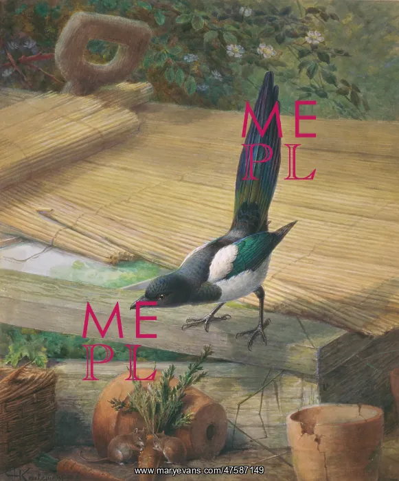 : Pica pica, common magpie : Pica pica, common magpie