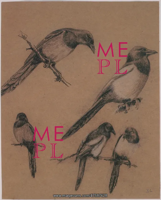  : Pica pica, common magpie
