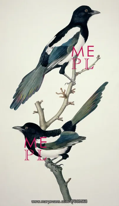 : Pica pica, common magpie : Pica pica, common magpie