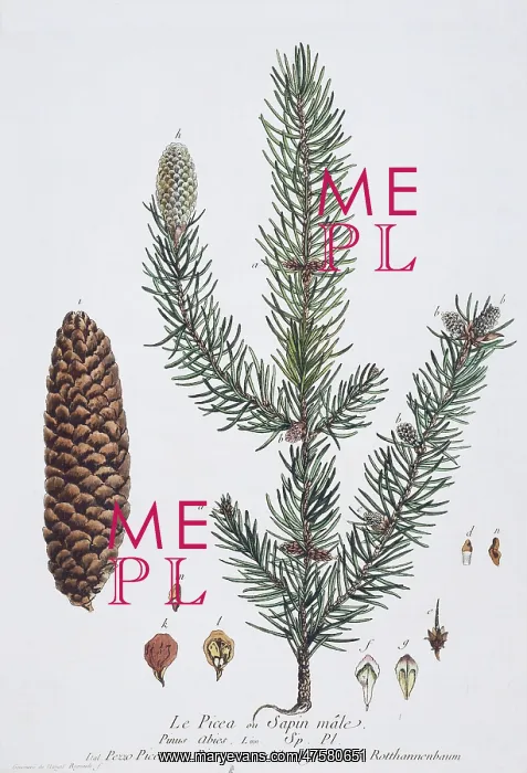 : Picea abies, European spruce : Picea abies, European spruce
