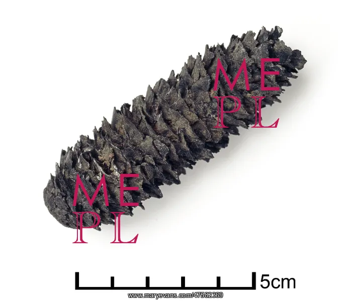 : Picea excelsa, fossilised spruce cone : Picea excelsa, fossilised spruce cone