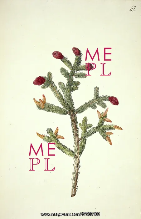 : Picea glauca (Moench.) Voss. white spruce : Picea glauca (Moench.) Voss. white spruce