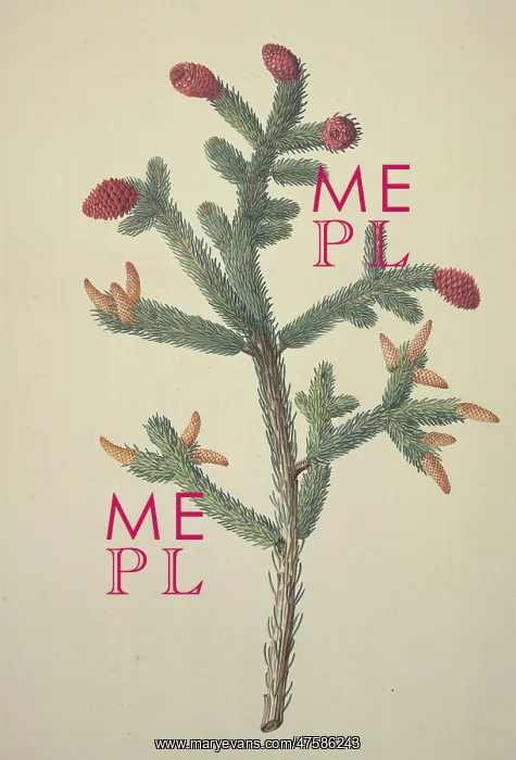: Picea glauca, white spruce : Picea glauca, white spruce
