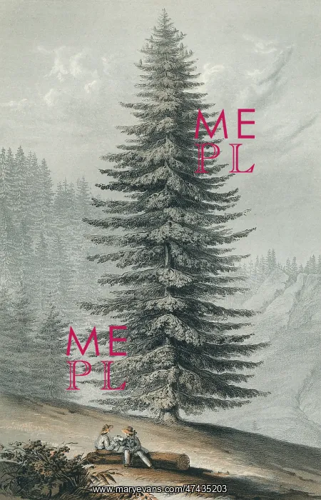 : PICEA GRANDIS : PICEA GRANDIS