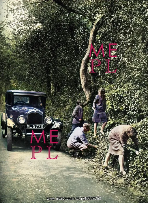 : Picking berries by the roadside, 1927 : Picking berries by the roadside, 1927