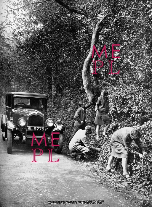 : Picking berries by the roadside, 1927 : Picking berries by the roadside, 1927