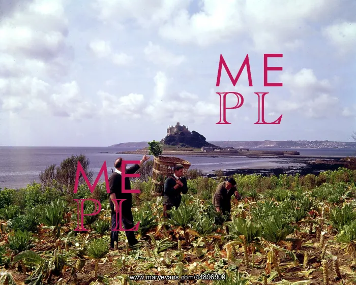 : Picking broccoli at Marazion, Cornwall : Picking broccoli at Marazion, Cornwall