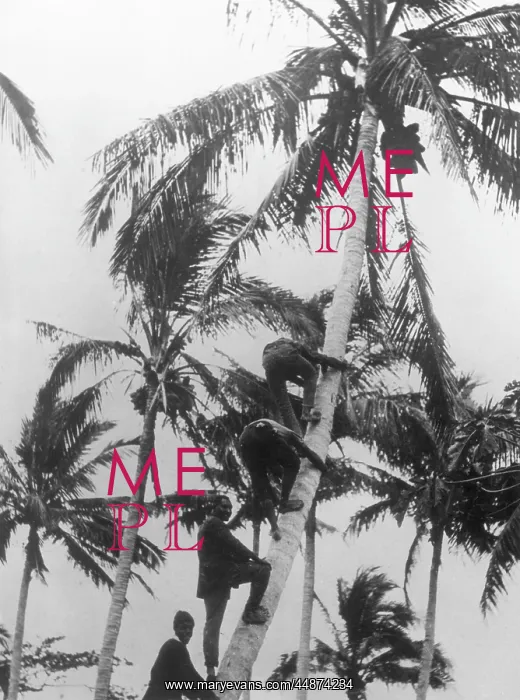 : PICKING COCONUTS : PICKING COCONUTS