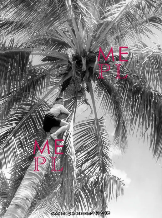 : PICKING COCONUTS : PICKING COCONUTS
