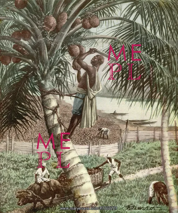 : PICKING COCONUTS / AFRICA : PICKING COCONUTS / AFRICA
