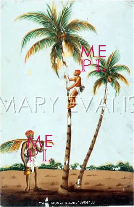 : PICKING COCONUTS / INDIA : PICKING COCONUTS / INDIA